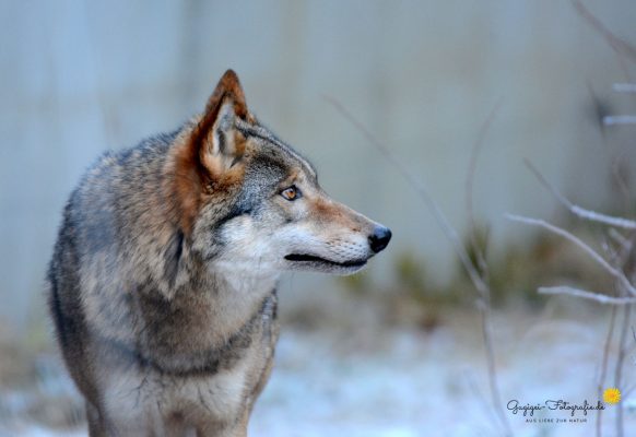 Wolf (Nationalpark Bayerischer Wald)
