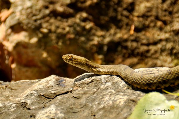 Würfelnatter (Natrix tessellata)
