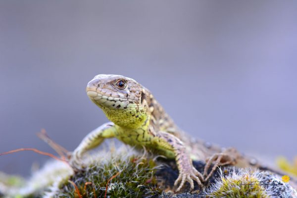 Zauneidechse (Lacerta agilis)