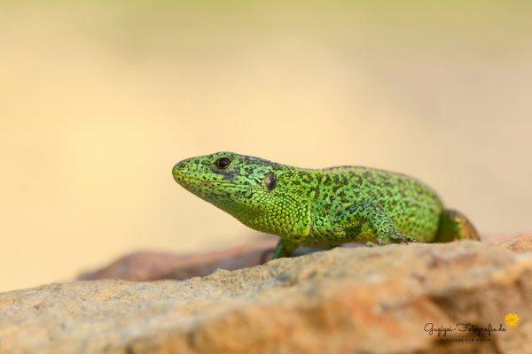 Zauneidechse (Lacerta agilis)