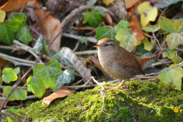 Zaunkönig (Troglodytes troglodytes)