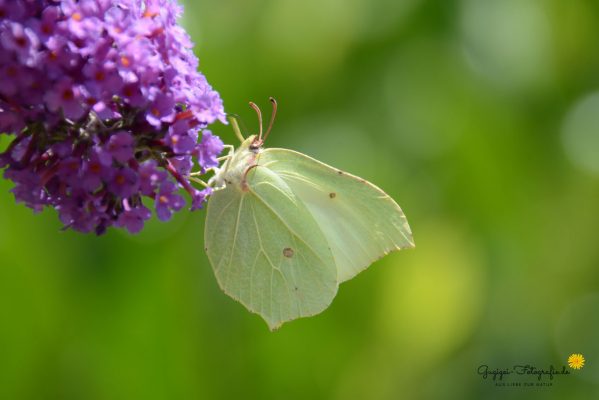 Zitronenfalter (Gonepteryx rhamni)
