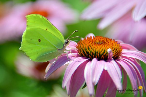 Zitronenfalter (Gonepteryx rhamni)
