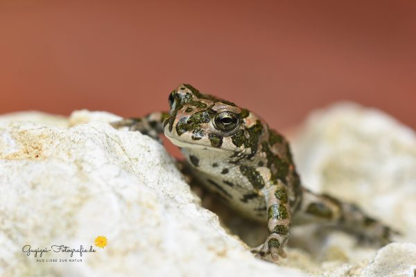 Wechselkröte (Bufo viridis)