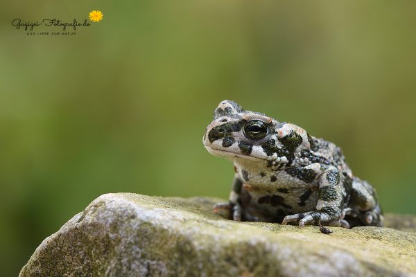 Wechselkröte (Bufo viridis)