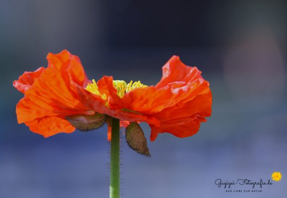 Islandmohn