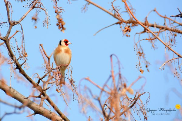 Distelfink bzw. Stieglitz (Carduelis carduelis)