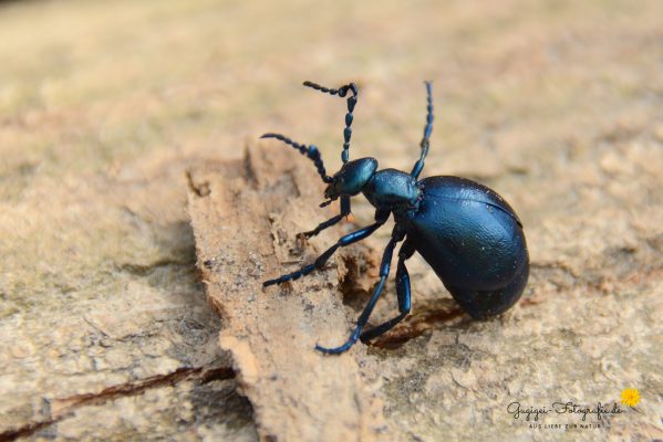 Pflasterkäfer (Meloe proscarabaeus)
