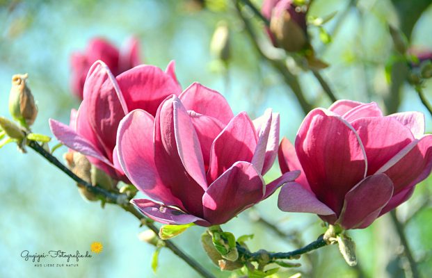 Magnolienblüten