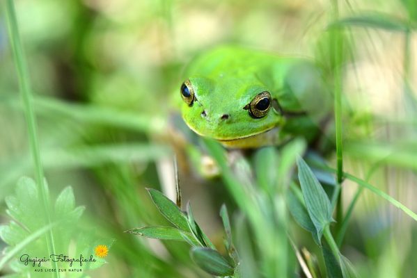 Europäischer Laubfrosch (Hyla arborea)