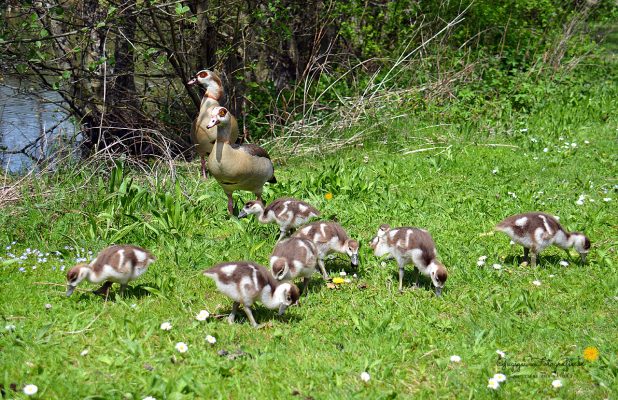 Familie Nilgans