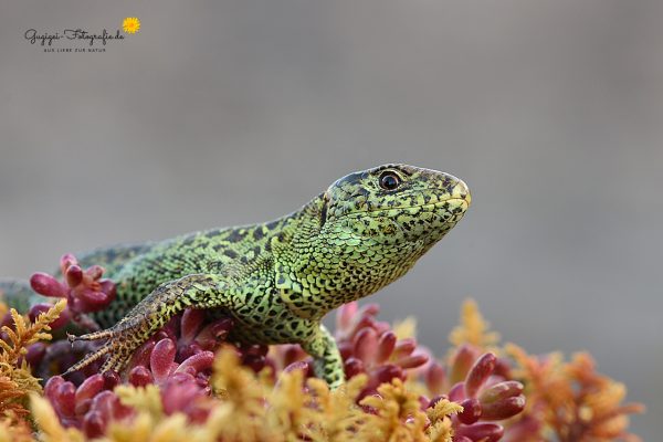 Zauneidechse (Lacerta agilis) Männchen