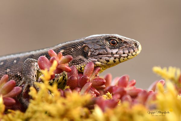 Zauneidechse (Lacerta agilis)
