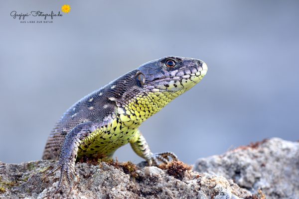 Zauneidechse (Lacerta agilis) Weibchen