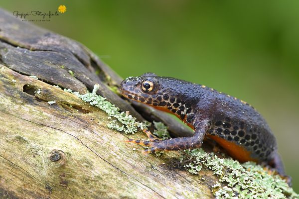 Bergmolch (Triturus alpestris)