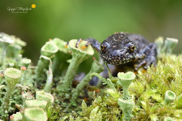 Kammmolch (Triturus cristatus)