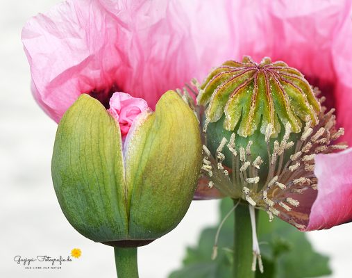 Schlafmohn