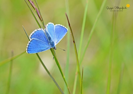 Himmelblauer Bläuling (Lysandra bellargus)