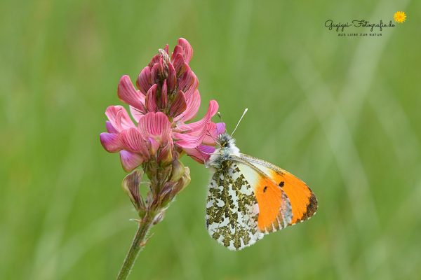 Aurorafalter (Anthocharis cardamines)