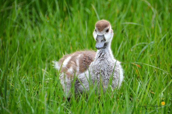 Kleine Nilgans