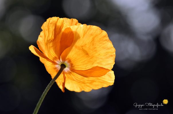 Islandmohn im Gegenlicht
