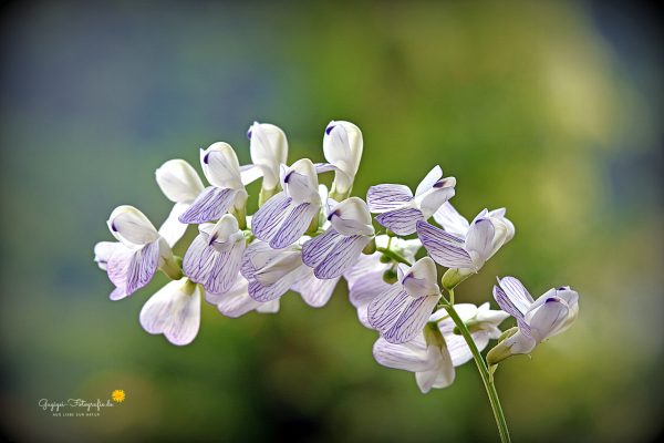 Wald-Wicke (Vicia sylvatica)