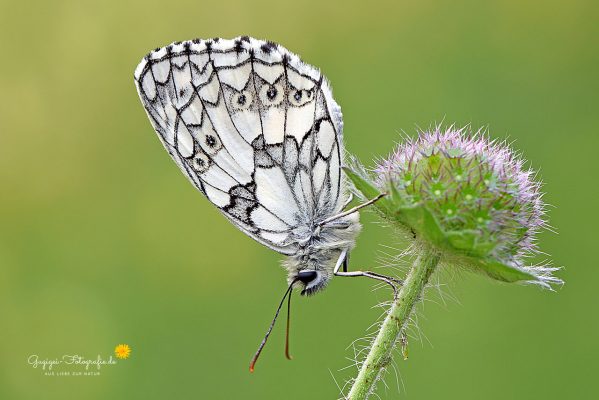 Schachbrettfalter (Melanargia galathea)