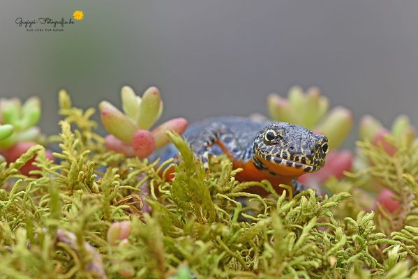 Bergmolch (Triturus alpestris)