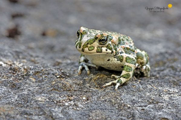Wechselkröte (Bufo viridis)