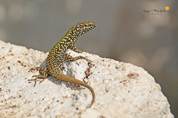 Mauereidechse (Podarcis muralis)