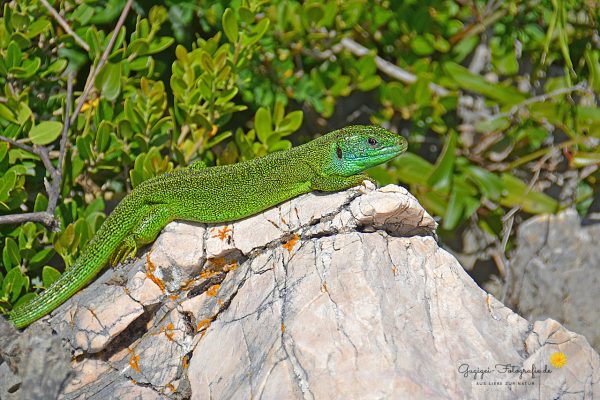 Smaragdeidechse (Lacerta bilineata)