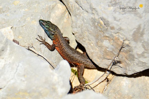 Pracht-Kieleidechse (Algyroides nigropunctatus nigropunctatus)
