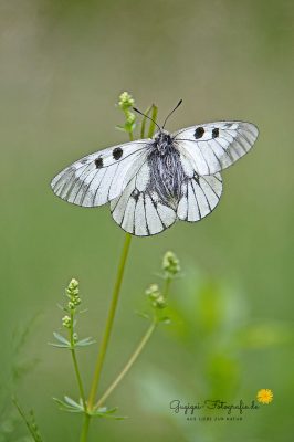 Schwarzer Apollo (Parnassius mnemosyne)