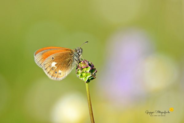 Rotbraunes Wiesenvögelchen (Coenonympha glycerion)