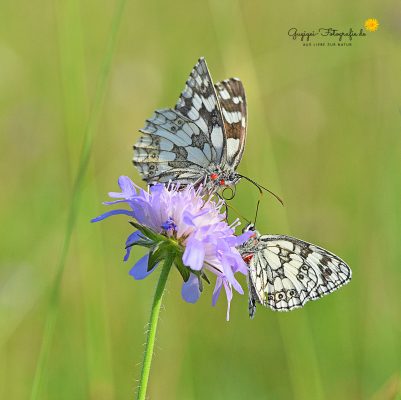 Schachbrettfalter (Melanargia galathea)