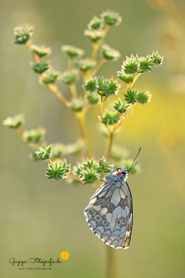 Schachbrettfalter (Melanargia galathea)