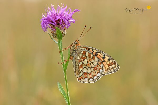 Perlmuttfalter an Flockenblume (Mittlerer Perlmuttfalter (Fabriciana niobe))