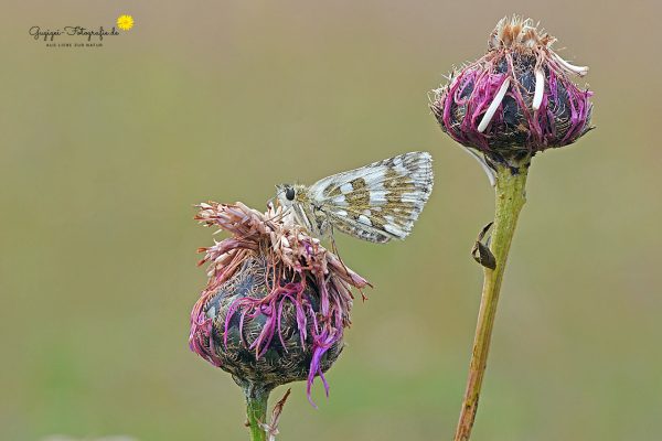 Sonnenröschen Würfel-Dickkopffalter (Pyrgus alveus)