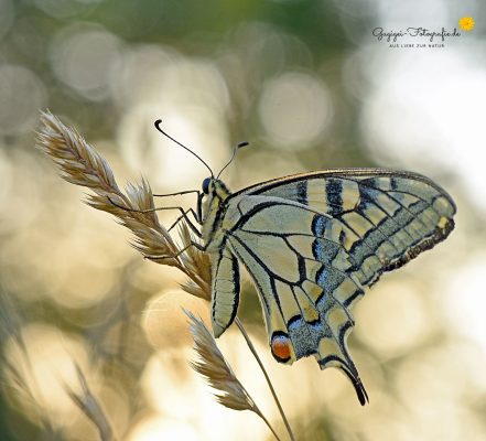 Schwalbenschwanz (Papilio machaon)