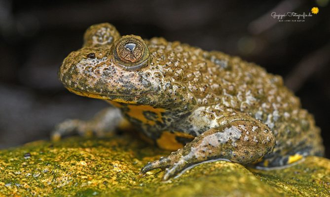 Gelbbauchunke (Bombina variegata)