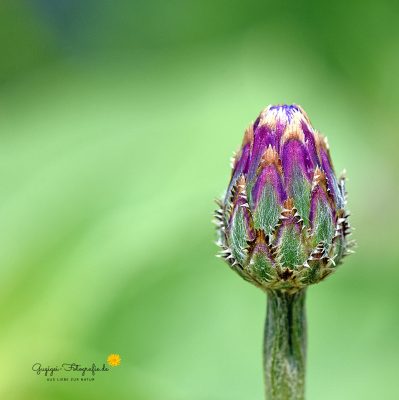 Knospe einer Kornblume