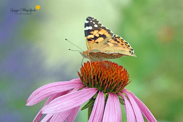Distelfalter (Vanessa cardui)