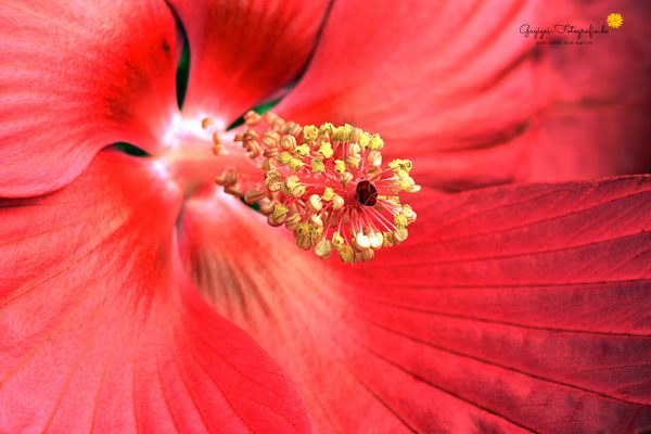 Hibiskusblüte