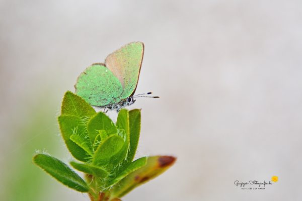 Brombeerzipfelfalter (Callophrys rubi)