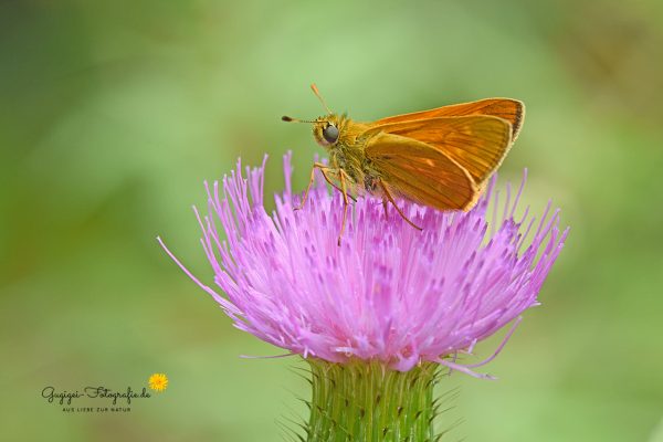 Rostfarbiger Dickkopffalter (Ochlodes sylvanus)