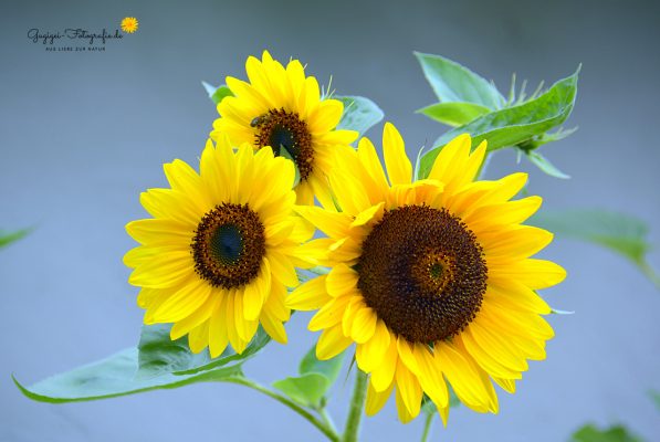 Sonnenblumen
