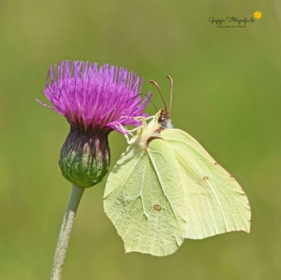 Zitronenfalter (Gonepteryx rhamni)
