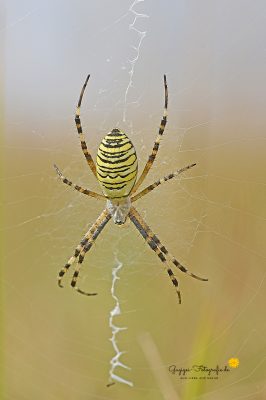 Wespenspinne (Argiope bruennichi)