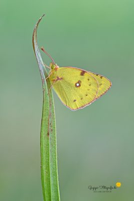 Goldene Acht (Colias hyale)