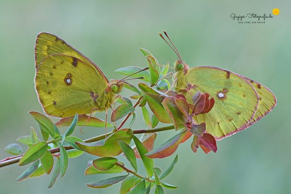 Goldene Acht (Colias hyale)